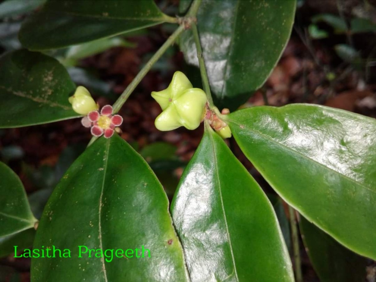 Euonymus walkeri Wight